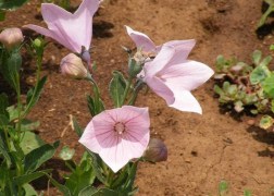 Platycodon grandiflorus Florist Pink / Őszi hírharang rózsaszín